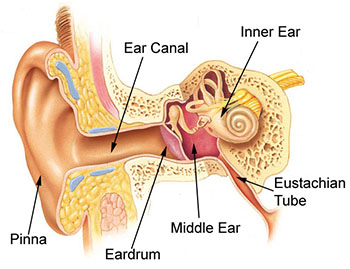 Inner Ear Chart